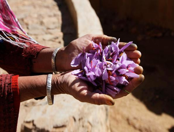 Mains pleines de fleurs de safran mauves fraîchement cueillies, au pays du safran de Taliouine